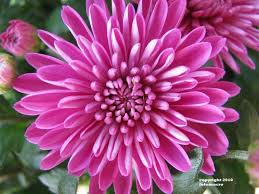 Chrysanthemum If I Add The Birth Flowers To My Motherhood Tattoo This Would Be November S Mary Birt November Birth Flower Birth Month Flowers Birth Flowers
