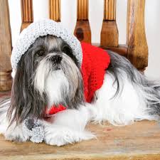 Brr It S Cold But Staying Warm This Weekend Needlecraftlovers Dogsweater Dogsinclothes Dogstyle Visit Our Websi Pet Fashion Dog Sweaters Dog Sweater
