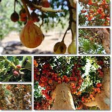 Sycamore trees are not high on the edible list unless you're in need. Properties And Benefits Of Sycamore Fig Natureword