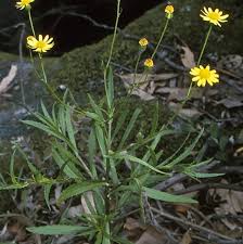 Image result for Senecio madagascariensis