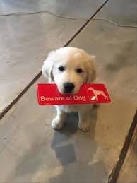 Lift your spirits with funny jokes, trending memes, entertaining gifs, inspiring stories, viral videos, and so much more. Beware Of Dog Signs You Can Probably Just Ignore 16 Pics Daily Lol Pics