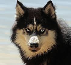 Kopek S P B P Kopek Turleri Sevimli Kopekler Sibirya Husky