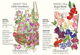 Difference between sweet pea and edible pea? 10 Best Tips For Growing Sweet Peas Empress Of Dirt