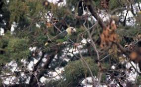 Check spelling or type a new query. African Bird Club