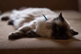 Unfortunately, cats are not immune to cancer. From The Vet 6 Warning Signs Your Cat Could Have Cancer