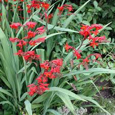 Montbretie Lucifer Pflanzen Bepflanzung Garten Pflanzen