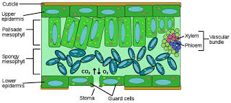 Their distinctive features include primary cell walls containing cellulose, hemicelluloses and pectin, the presence of plastids with the capability to perform photosynthesis and store starch. Leaf Cell Definition And Types Biology Dictionary