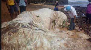 We would like to show you a description here but the site won't allow us. Scientists Identify Strange White Blob Monster That Washed Up On A Beach In The Philippines