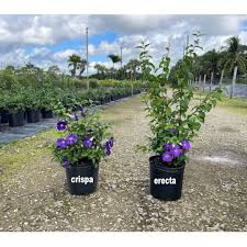 Image result for Thunbergia crispa