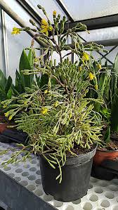 Rhipsalis salicornioides, cactus salicornioides, hariota salicornioides, cactus lyratus, hariota villigera, rhipsalis villigera, hariota bambusoides. Hatiora Salicornioides Wikiwand