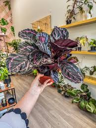 Image result for calathea