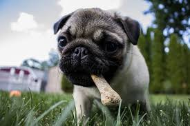 Your dog can eat plain pork safely if you make sure that doesn't have all the spices & sauces which people usually cook with. Can Dogs Eat Pork Bones Or Meat