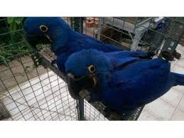 Fertile Bird Eggs For Sale Usa Parrotsandfertileparroteggsavailableforsale With Images African Grey Parrot Parrot Animals