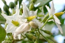 Image result for Solanum torvum