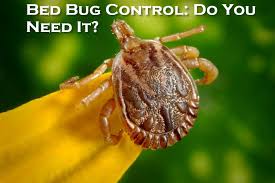 How do you get bed bugs? Bed Bug Control Do You Need It