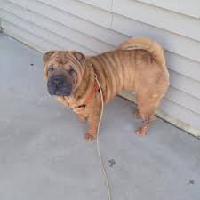 Adopt Buster On Petfinder Shar Pei Dog Busters Shar Pei