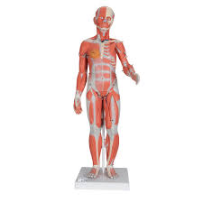 An anatomic basis for surgical decision making. Anatomical Teaching Models Plastic Human Muscle Models Female Muscle Figure