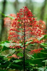 Image result for Combretum schumannii