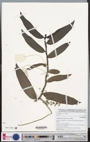 Image result for Diaphananthe bidens