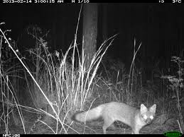 Very few organisms are pests all of the time. Gray Fox Behavior