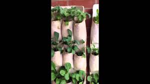 Use this idea for a kitchen herb garden, a little girl's now, if you use a vine you can use clothes pins to help that vine climb your shoe hanger. Vertical Gardening With Shoe Organizers Youtube