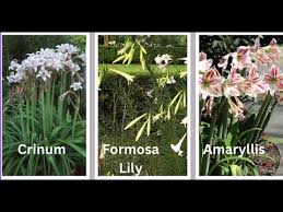 Image result for Crinum walteri