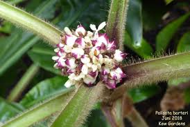 Image result for Palisota schweinfurthii