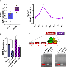 BRF110, an Orally Active Nurr1-RXRα-Selective Rexinoid, Enhances BDNF  Expression without Elevating Triglycerides
