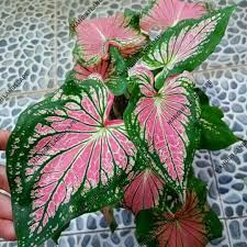 Jual Tanaman Hias Keladi Wayang Keladi Batik Kab Bogor Mandiri Landscape Tokopedia