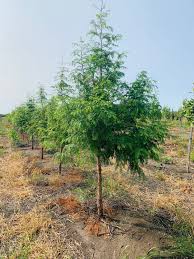 Image result for Metasequoia glyptostroboides