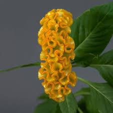 Image result for Celosia nervosa