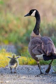 Birds That Can T Fly Far Learning To Fly Animals Pet Birds Canadian Goose