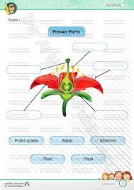 This diagram has labels for stamen, carpel, petal, sepal, ovule, receptacle, filament, anther, stigma, style, and ovary. The Flower Parts Science Worksheets