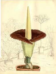 A Corpse Flower Is About To Bloom In The Bronx Unleashing Its Sensational Stench Corpse Flower Titan Arum Amorphophallus Titanum