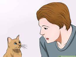 Music is an important part of the bahamian culture. How To Prepare A Cat For Air Travel 15 Steps With Pictures