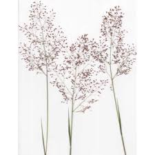 Image result for Tricholaena