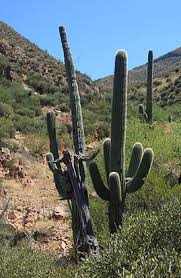 Saguaros require very little water to survive, but they cannot go indefinitely without it. Cacti Desert Succulents Tonto National Monument U S National Park Service
