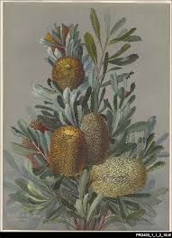 Pin By Linda F Johnson On Banksia Tattoos Botanical Artwork Australian Wildflowers Vegetable Illustration