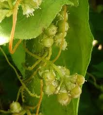 Image result for Cuscuta australis