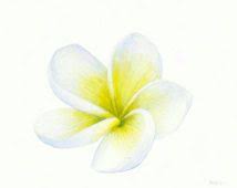 Watercolor Plumeria Google Search Watercolor Flowers Tropical Art Plumeria Tattoo
