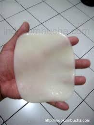 Lelah, semput, darah tinggi, sakit jantung, kencing manis, lemah tenaga zahir & batin, kencing tak lawas. Cara Merawat Jamur Kombucha