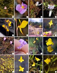 Image result for Lentibulariaceae