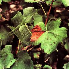 Image result for Pseudopeziza tracheiphila