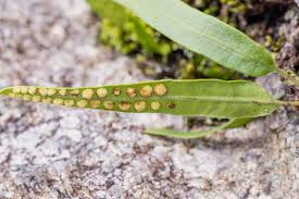 Image result for Lepisorus schraderi