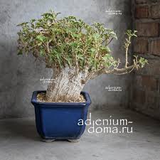 Image result for Corallocarpus welwitschii