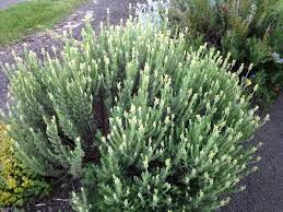 It has silver foliage that is very aromatic, and the flowers make a great essential oil or potpourri. Lavender Not Blooming 401818 Ask Extension