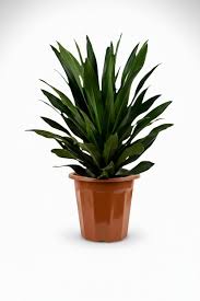Image result for Dracaena aubryana