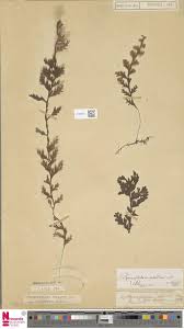 Image result for Hymenophyllum splendidum