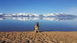 We believe that it is critical to keep your best friend comfortable, secure and call us for our in home or at your hotel pet sitting: Top 10 Dog Friendly Places In Lake Tahoe Laketahoe Com