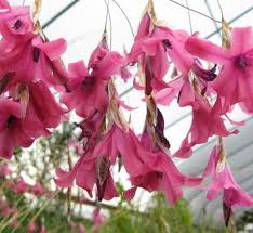 Image result for Dierama formosum